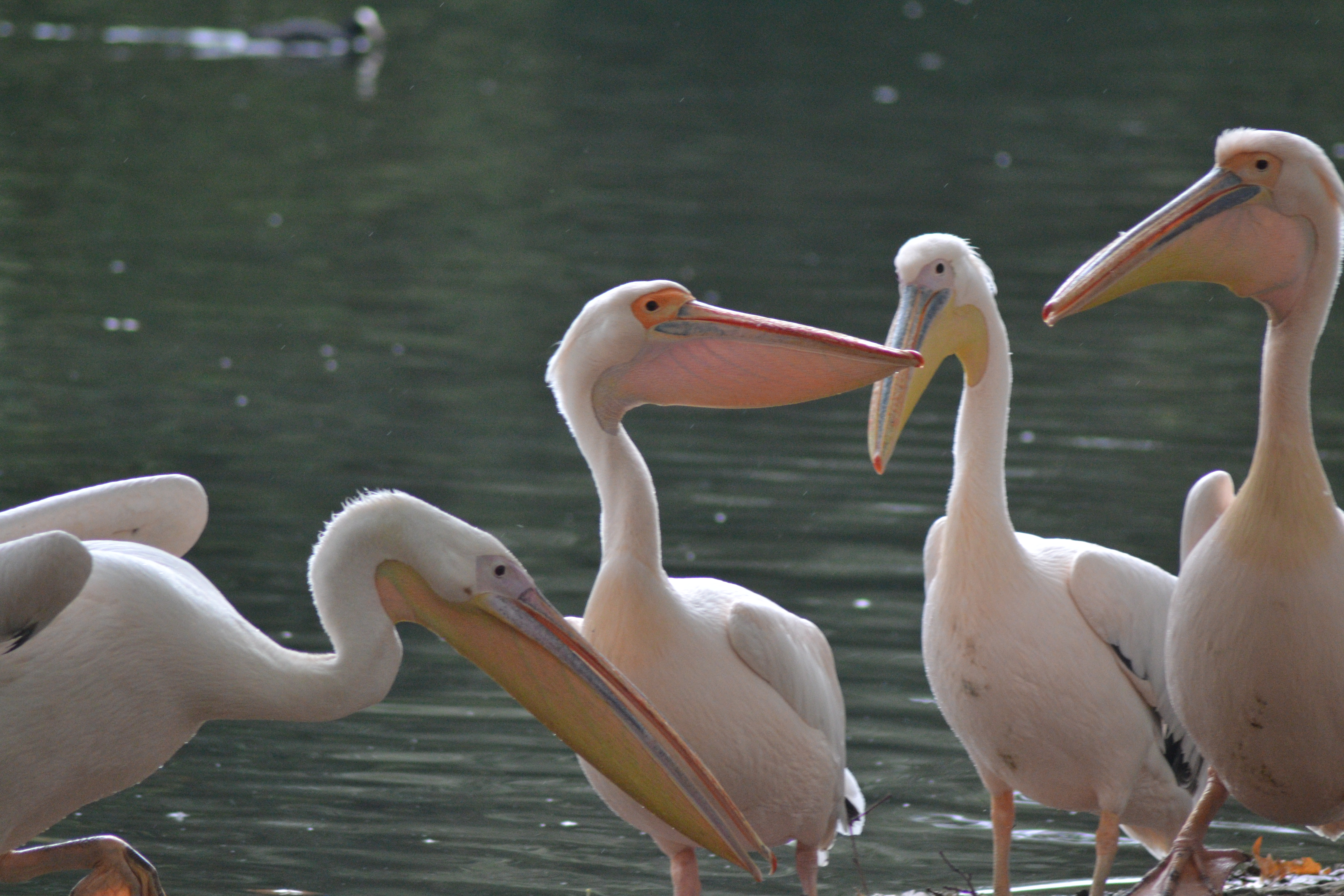 Pelicans near a pond